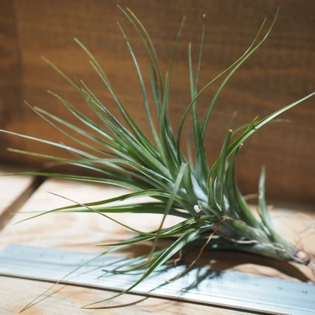 チランジア ／ テヌイフォリア アメシスト L　(T.tenuifolia var. amethyst)　＊A01/Feb20