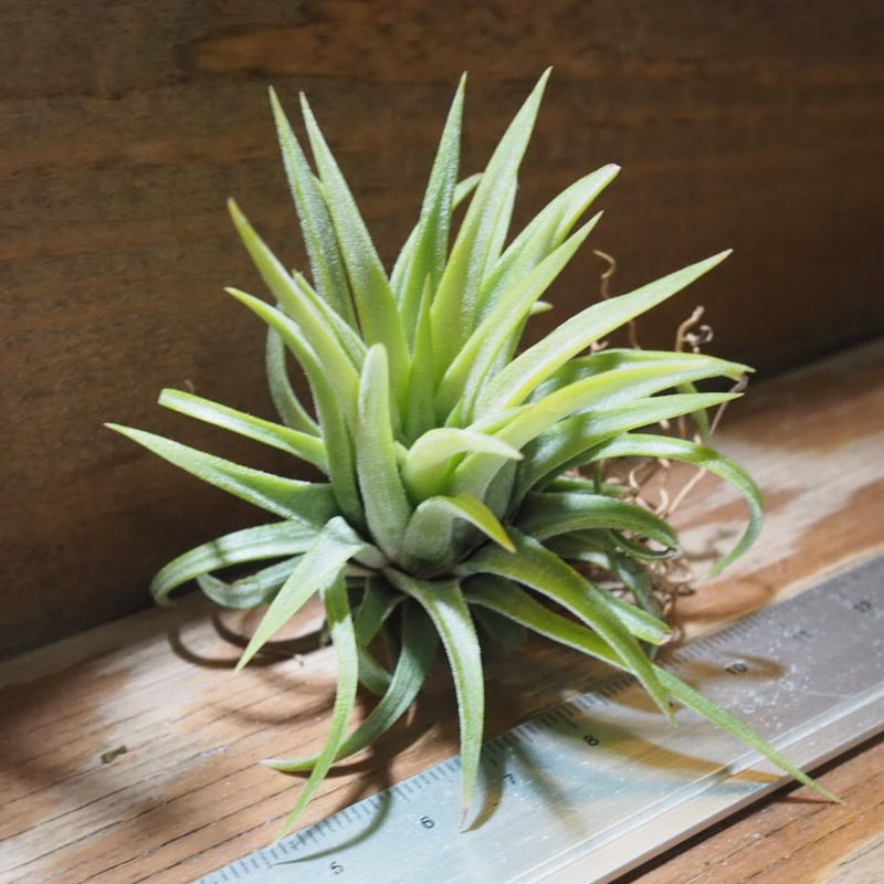 チランジア ／ イオナンタ ロン (T.ionantha 'Ron') ☆EF01/Feb05