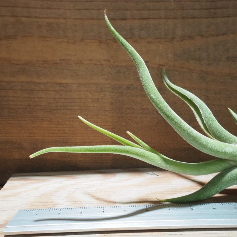 チランジア ／ カプトメデューサ S (T.caput-medusae) ☆CD01/May0