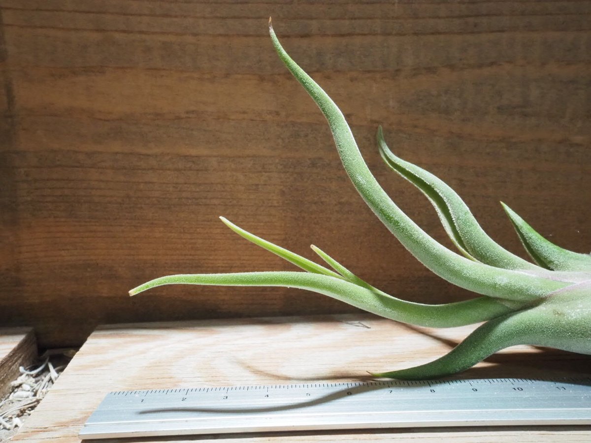 チランジア ／ カプトメデューサ S (T.caput-medusae) ☆CD01/May0