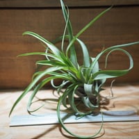 チランジア ／ ノバキー  × (ブルボーサ × ストレプトフィラ)　(T.novakii × (T.bulbosa x T.streptophylla))　＊A01/Jul11