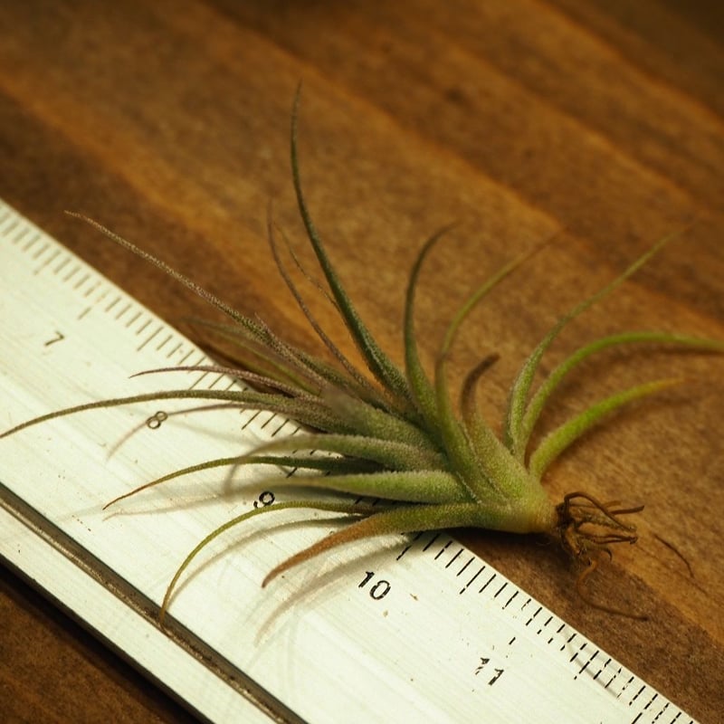 チランジア ／ ガルドネリー ルピコラ ※播種株 (T.gardneri var. rupic