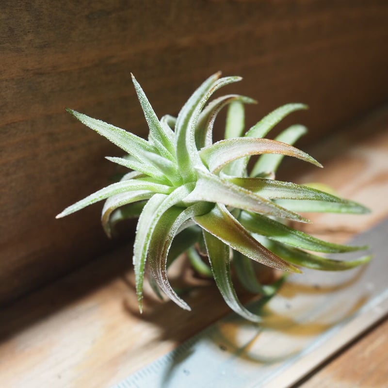 ブロメリア・エアープランツ T.ionantha var. van-hyningii JUMBO ブロメリア・エアープランツ T.ionantha var. van-hyningii