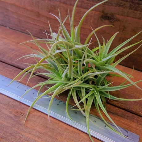 チランジア ／ カクティコラ CL　(T.cacticola)
