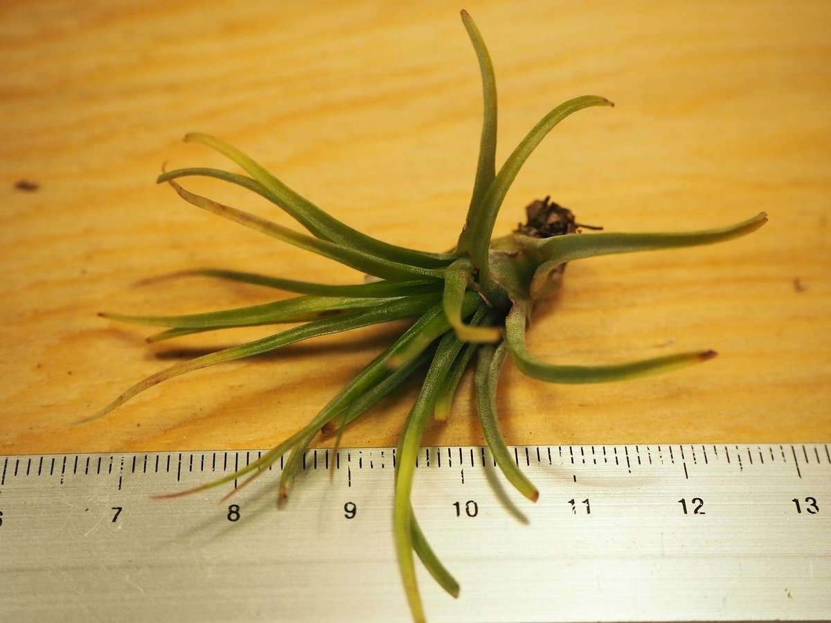 菫〉Tillandsia ケゲリアナ x ドミンゴズフンキアナ チランジア