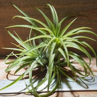 チランジア ／ イオナンタ ルブラ CL　(T.ionantha 'Rubra')　★EF01/Feb05