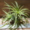 チランジア ／ イオナンタ ルブラ CL　(T.ionantha \'Rubra\')　★EF01/Feb05