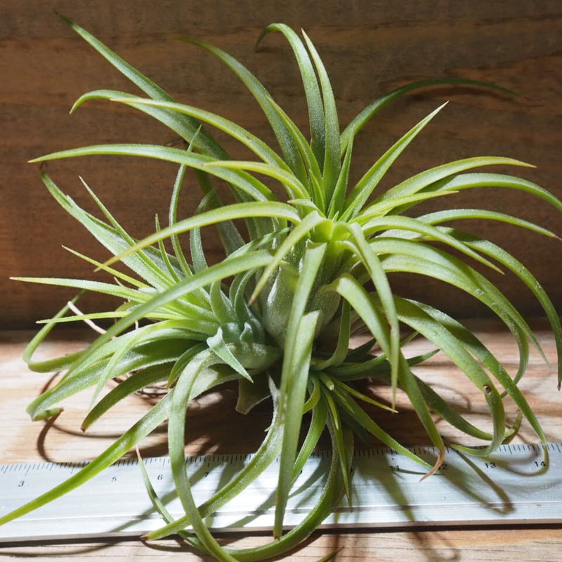 チランジア ／ イオナンタ ルブラ CL (T.ionantha 'Rubra') ☆EF01