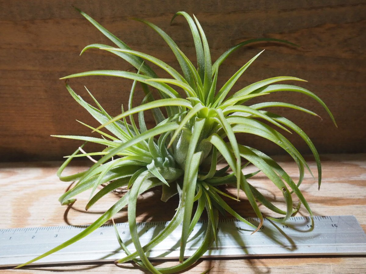 チランジア　イオナンタ　ルブラ綴化　子株つき 楽天市場】着生植物 エアープランツ チランジア イオナンタ