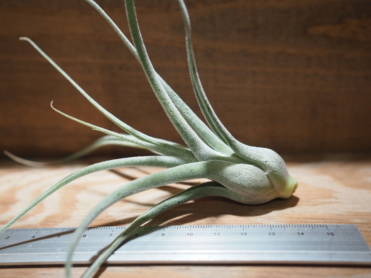 Tillandsia Lucille チランジア ルシール チランジア・ルシール Tillandsia Lucille (T. ehlersiana x T