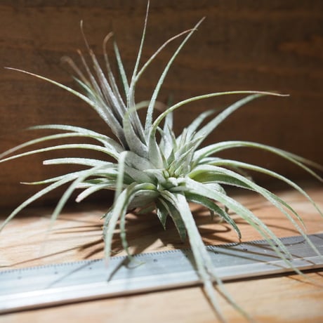 チランジア ／ イオナンタ ゼブリナ　(T.ionantha 'Zebrina')　＊A01/Jul05