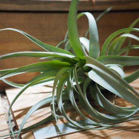 チランジア ／ カピタータ イエロー　(T.capitata ’Yellow’)　＊A01/Apr25