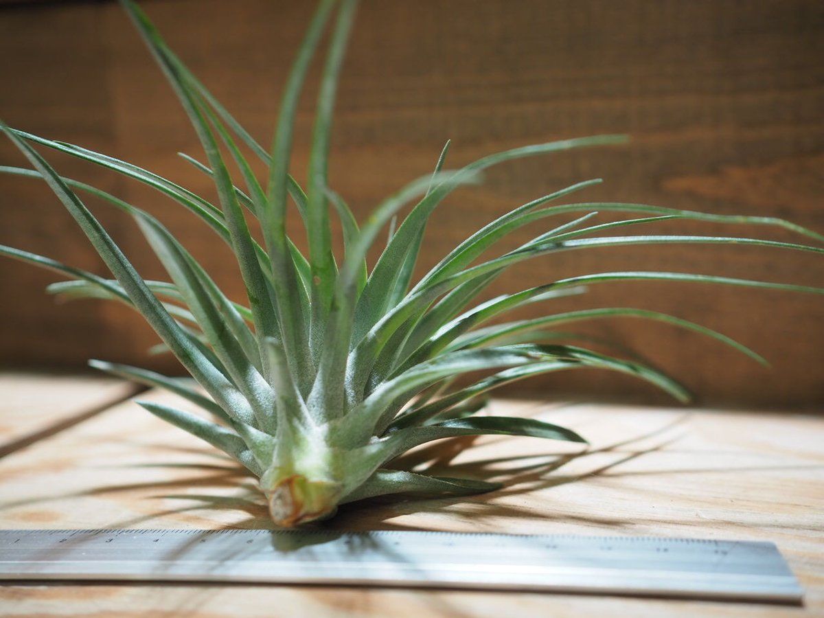 チランジア ／ ストリクタ ブラックビューティ (T.stricta 'Black Beaut