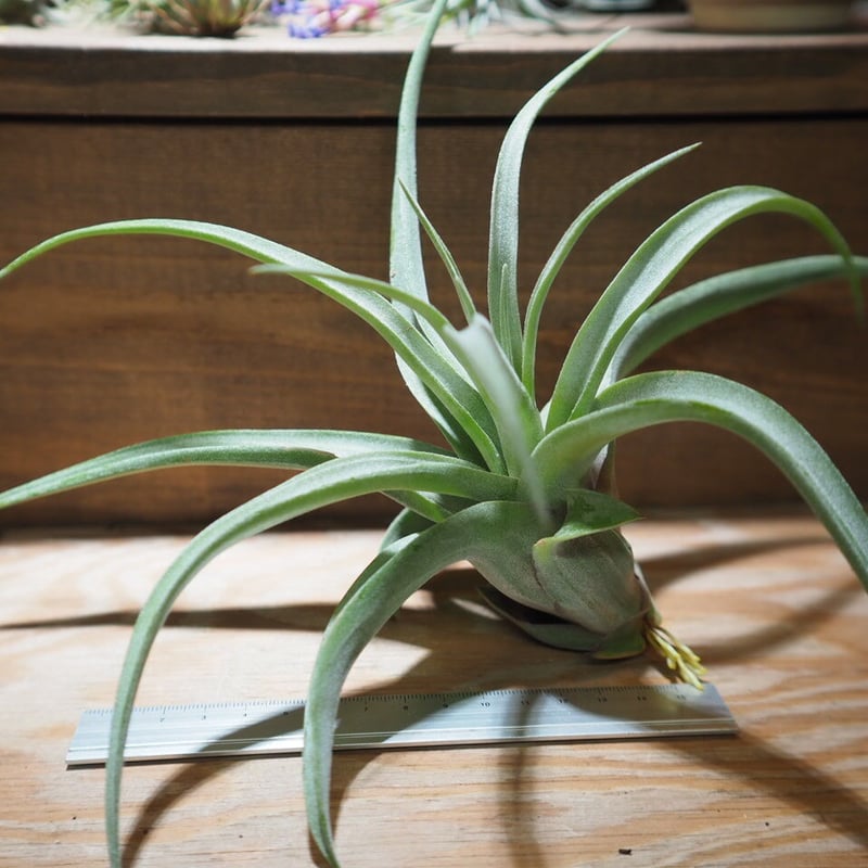 チランジア ストレプトフィラ ハイブリッド チランジア・ストレプトフィラ XL - 植物と暮らす m-plant