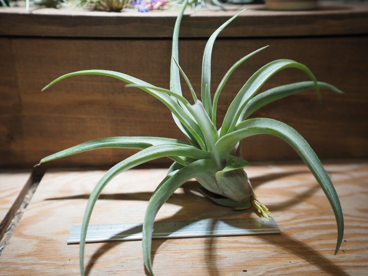 チランジア / ストレプトフィラ L (T.streptophylla) *A01 チランジア / ストレプトフィラ L (T.streptophylla) *A01