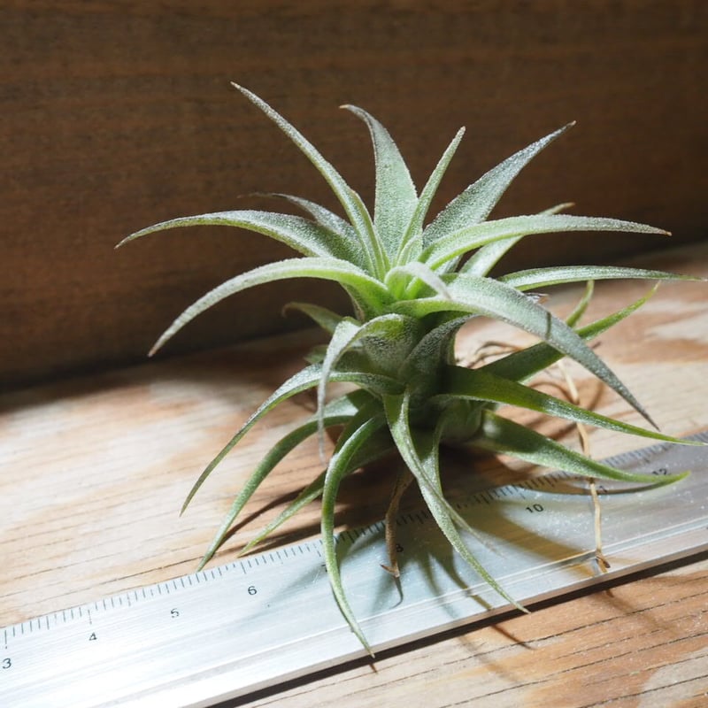 チランジア ラティフォリア リューコフィラ 現品】チランジア・ラティフォリア・レウコフィラ T. latifolia