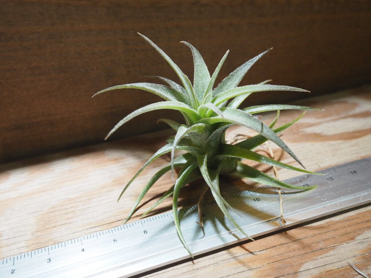 チランジア ／ ラティフォリア (T.latifolia) ☆GH01/Feb05 | 常葉植