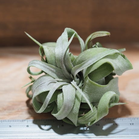 チランジア ／ ストレプトフィラ mini　(T.streptophylla)　＊A01/Aug27-01