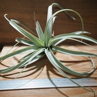 チランジア ／ イオナンタ マキシマ アルビノ (T.ionantha var. maxima