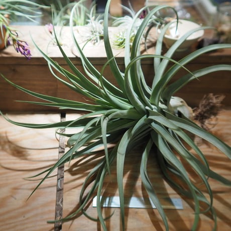 チランジア ／ ストレプトフィラ XXL　(T.streptophylla)  ★タイ農場　＊A01/Jun03