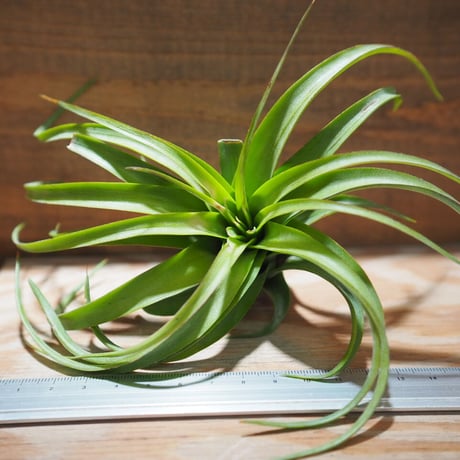 STORES エアープランツの検索結果