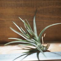 チランジア ／ イオナンタ プレデター (T.ionantha 'Predator') | 常