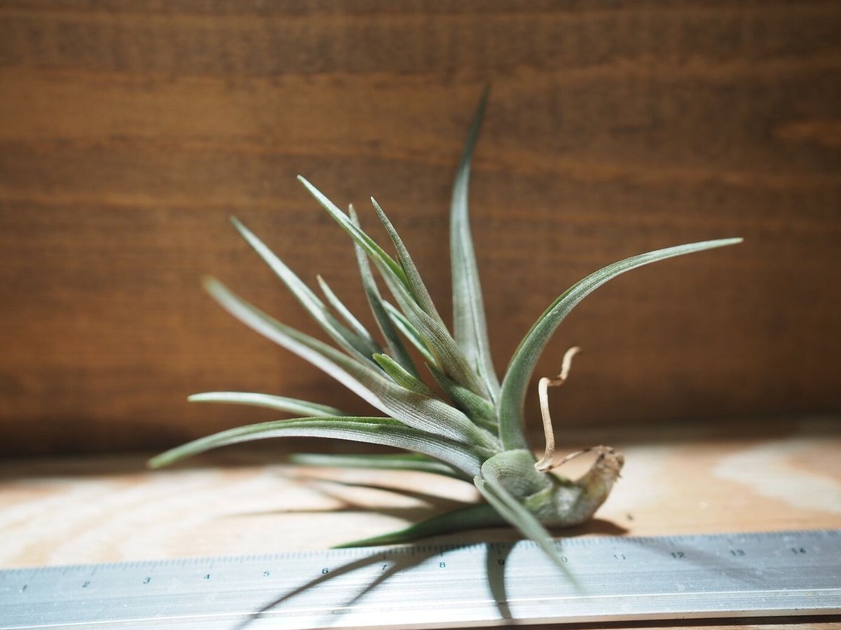 チランジア ／ ミスティックヘイズ (T.'Mystic Haze') ＊A01/Nov23