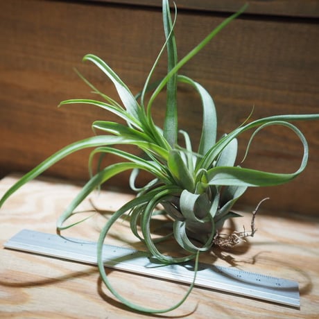 チランジア ／ ノバキー  × (ブルボーサ × ストレプトフィラ)　(T.novakii × (T.bulbosa x T.streptophylla))　＊A01/Jul11
