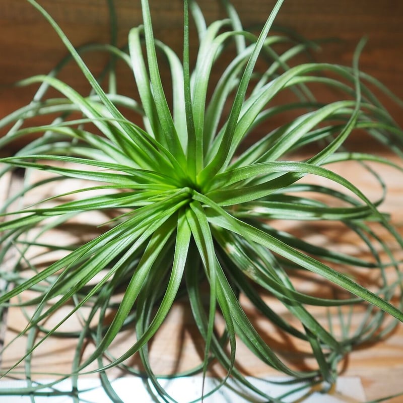 チランジア / ストリクタ カズンイット (T.stricta 'Cousin It チランジア / ストリクタ カズンイット (T.stricta 'Cousin It