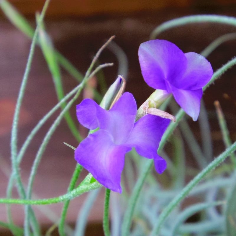 〈菫〉Tillandsia 'ドミンゴズビューティ' チランジア　ティランジア Yahoo!オークション - Tillandsia 'Domingo's Pretty