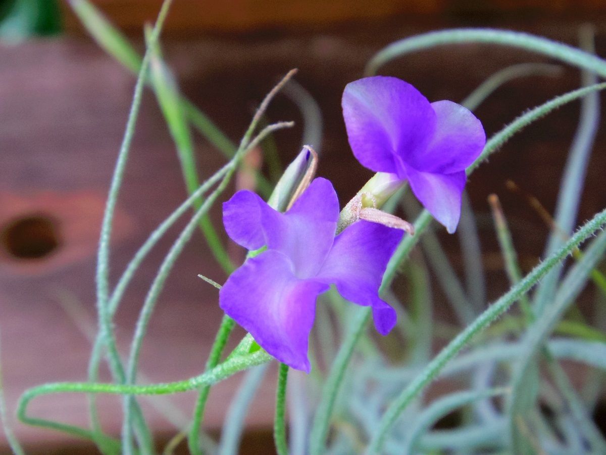 Tillandsia Mallemontii Blue 速達発送 Tillandsia Mallemontii Blue 速達発送