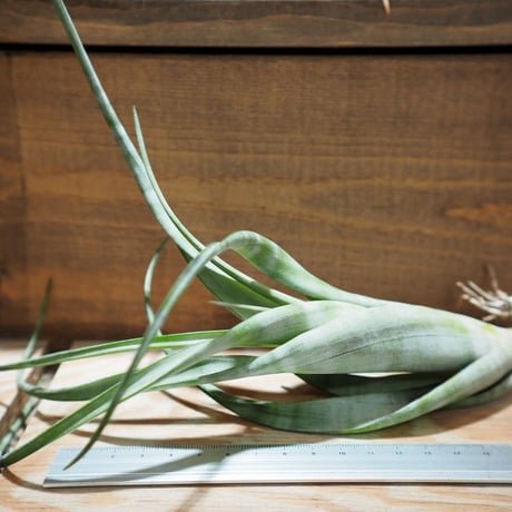 CATEGORY エアプランツ（チランジア） 大型種 | 常葉植物園