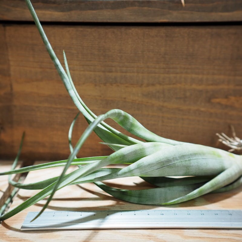 チランジア ／ フレキシオーサ ツイステッド (T.flexuosa twisted) ＊A0