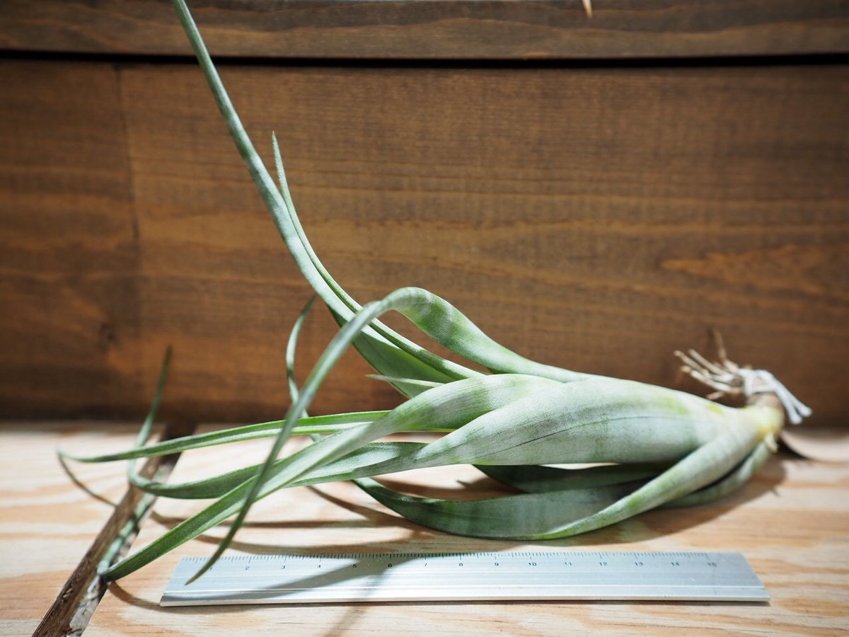 チランジア ／ フレキシオーサ ツイステッド (T.flexuosa twisted) ＊A0