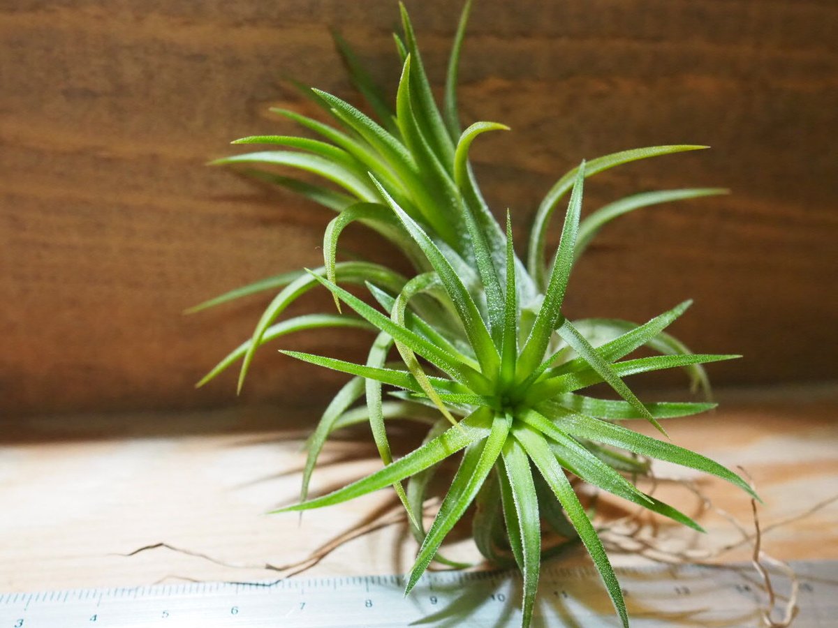 チランジア ／ イオナンタ セレクタ (T.ionantha 'Selecta') ＊A01/