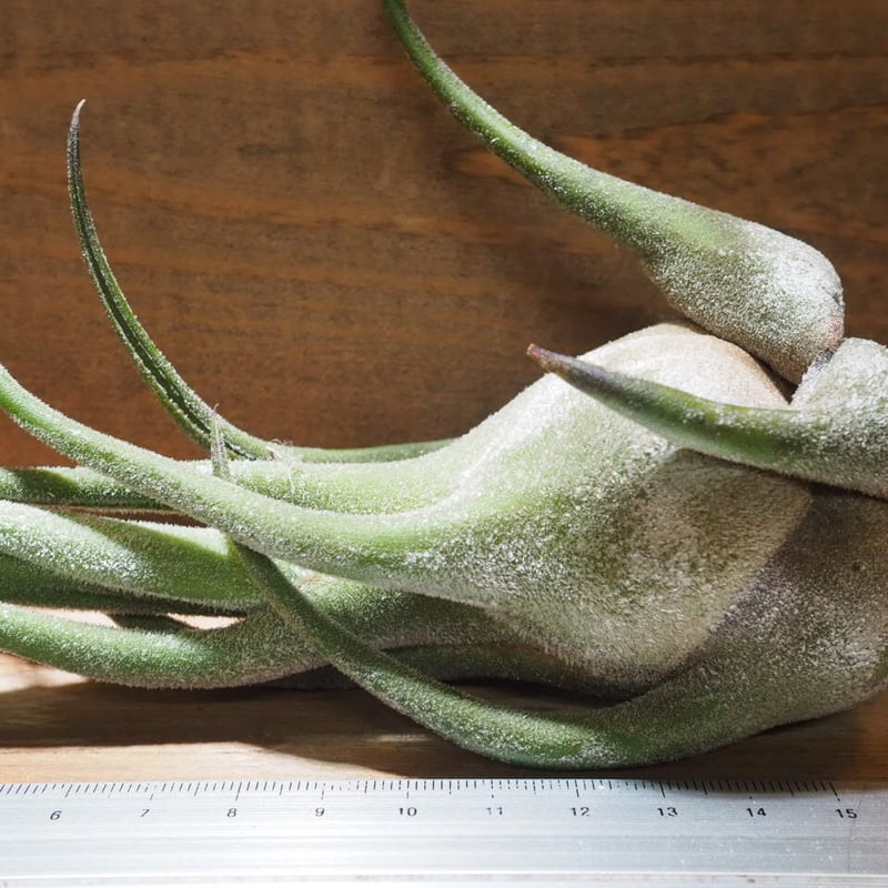 チランジア　ライラックスパイア　Tillandsia Lilac Spire チランジア ／ ライラックスパイアー (T.'Lilac Spire') ☆12/12企画 |