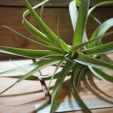 チランジア ／ ラティフォリア アナコンダ XL　(T.latifolia 'Anaconda')　＊A01/Feb27