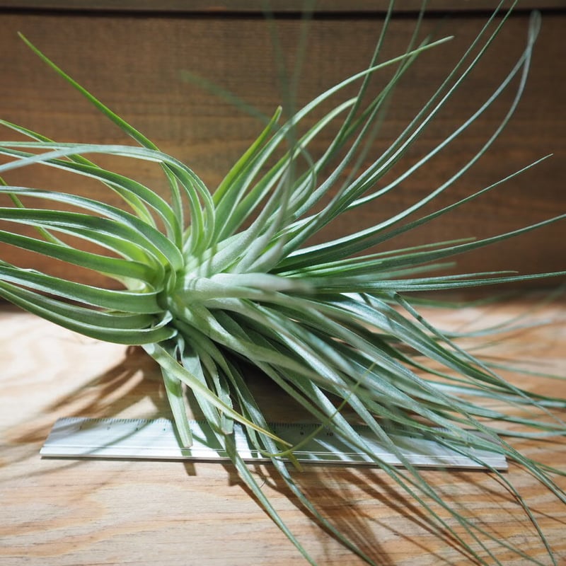 Frontier Plants】【現品】チランジア・サクセスストーリー T