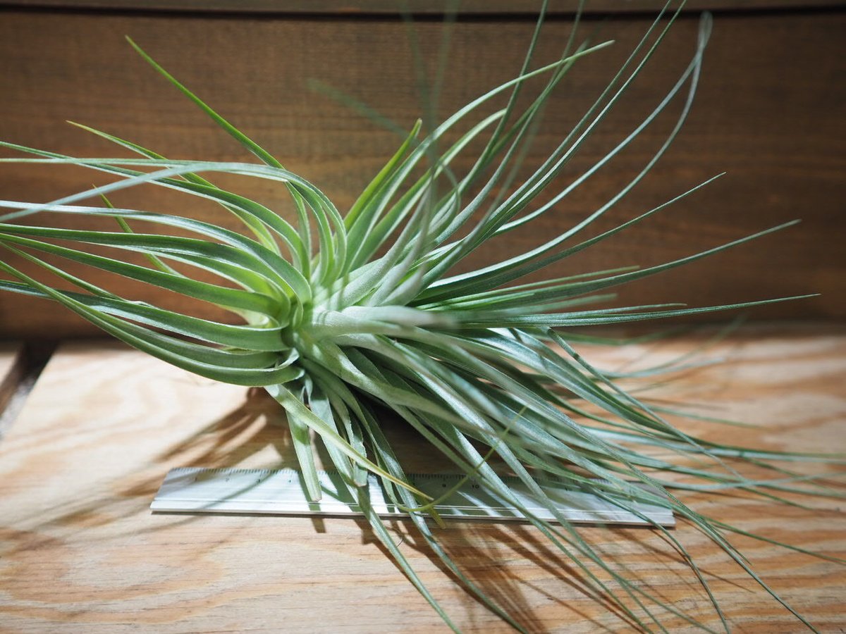 チランジア ／ フェザーダスター XL (T.'Feather Duster') ＊A01/J