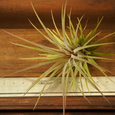 チランジア ／ イオナンタ プレデター　(T.ionantha 'Predator')