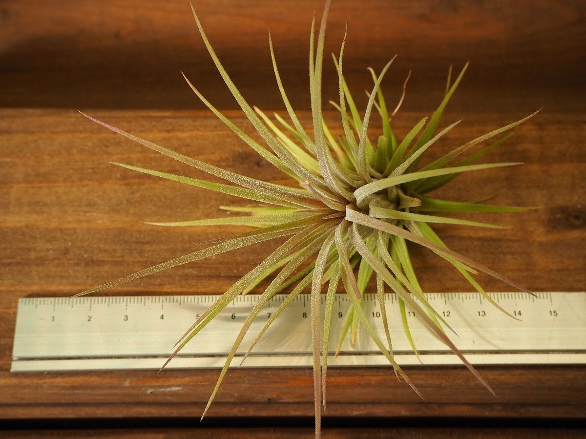 チランジア ／ イオナンタ プレデター (T.ionantha 'Predator') | 常