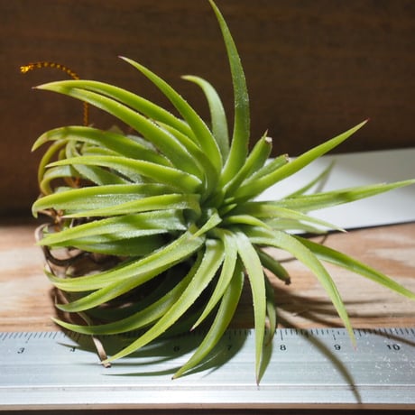 チランジア ／ イオナンタ ウアメルラ　(T.ionantha huemulata) ★タイ農場　★EF01/Feb05