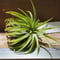 チランジア / イオナンタ ウアメルラ (T.ionantha huemulata) ★タイ農場 ★EF01/Feb05