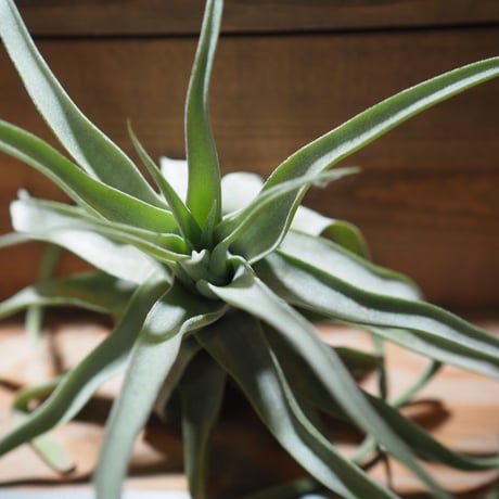 チランジア ／ ストレプトフィラ XL　(T.streptophylla)　＊A01/Jun22-02