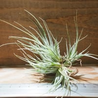 チランジア ／ イオナンタ ファットボーイ (T.ionantha 'Fat Boy') ☆E