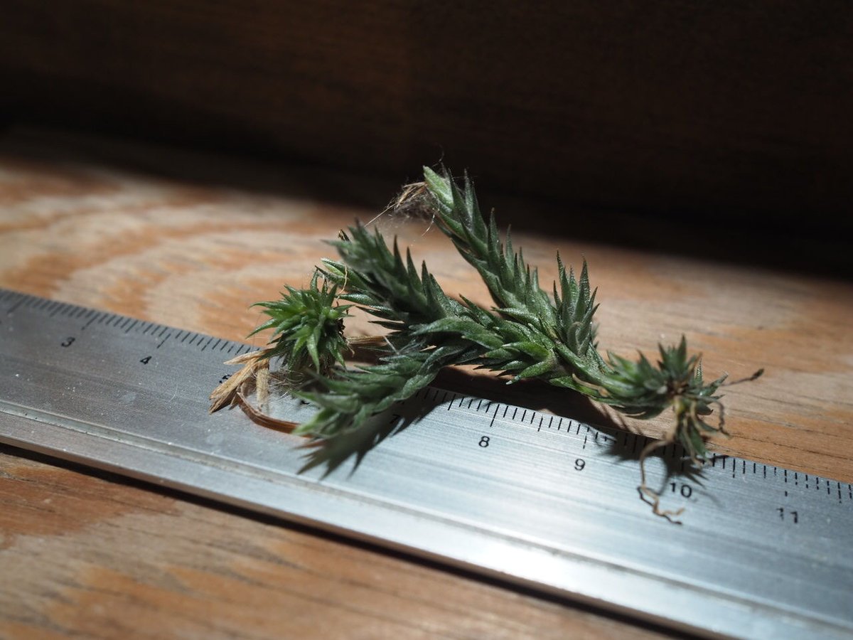 ペディセラタ Tillandsia 専用出品 fit=scale-down,w=1200
