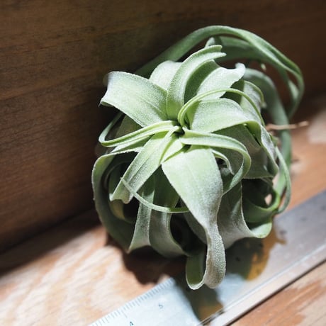 チランジア ／ ストレプトフィラ M　(T.streptophylla)  ★タイ農場　＊A01/Feb20-01