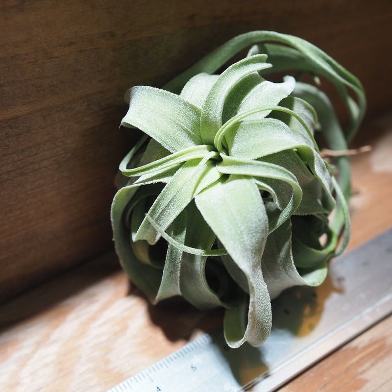 チランジア ／ ストレプトフィラ M (T.streptophylla) ☆タイ