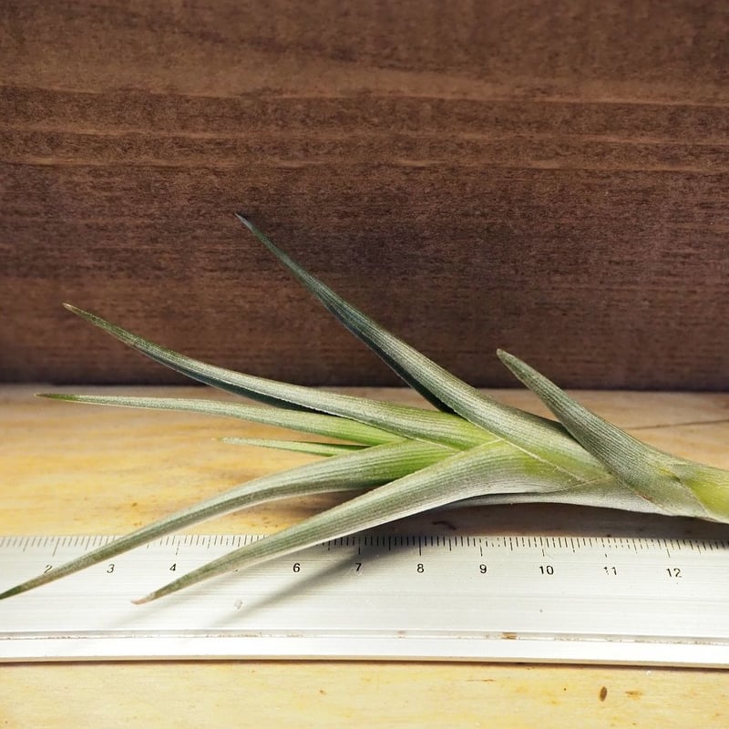 チランジア Aztec Flame チランジア Aztec Flame