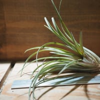 チランジア ／ サマンサ (T.'Samantha') ＊A01/Jul11 | 常葉植物園